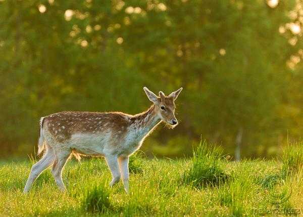 fot. Arkadiusz Listkiewicz