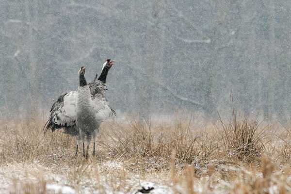 fot. Arkadiusz Listkiewicz