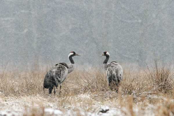 fot. Arkadiusz Listkiewicz